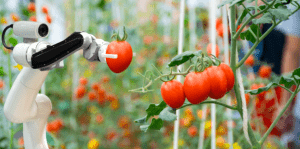 Transforming the Food Industry with AI and ML